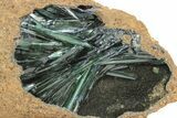 Emerald-Green Vivianite Crystals in Phosphatic Nodule - Brazil #218264-3